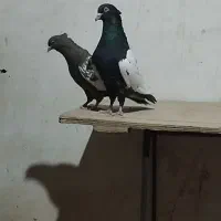 زاغ دم سفید|پرنده|فریمان, |دیوار