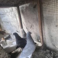 کبوتر رنگی|پرنده|آبپخش, |دیوار