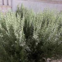 رزماری خشک شده بدون  ساقه  و تازه با ساقه  حراج|آرایشی، بهداشتی، درمانی|ابهر, |دیوار