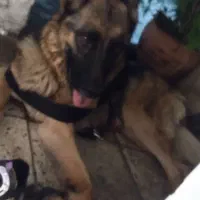 سگ نژاد دار