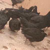 مرغ سیاه|حیوانات مزرعه|پاکدشت, پاکدشت (مامازند)|دیوار