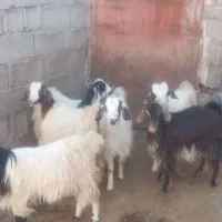 گوسفند و بزغاله