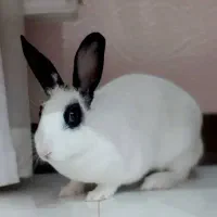 یک عدد خرگوش ماده چشم اهویی