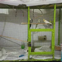 پرنده با قفس|پرنده|بوشهر, |دیوار