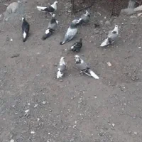 چند عدد کبوتر مفلق بپر