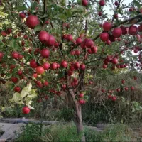 ویلا و باغشهری و باغ|فروش خانه و ویلا|شیراز, شهرک ویلایی بهاران|دیوار