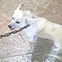 سگ اشپیتز|سگ|جیرفت, |دیوار