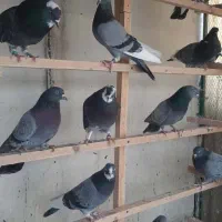 ۳۰ طوق کفتر پرشی ابلغ وسبز