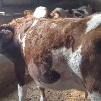 گاو سیمینتال ابستن|حیوانات مزرعه|نقده, |دیوار