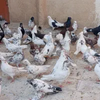 پرنده کفتر خوب|پرنده|تهران, حر|دیوار