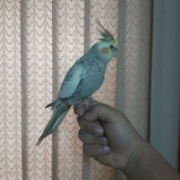 عروس هلندی فوق دستی