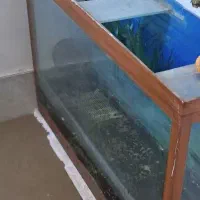 اکواریوم بزرگ با ماهی|ماهی|سبزوار, گلشن|دیوار