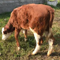 گاو تلیسه سمینتال اصیل|حیوانات مزرعه|رشت, باهنر|دیوار