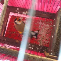 سهره وحش امسال|پرنده|اندیمشک, |دیوار