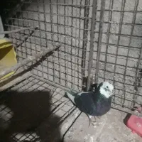 یک طوق کبوتر شازده سیاه ، سروکله دار مست|پرنده|هشتگرد, خور|دیوار