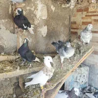 فروش کفتر بهبهانی نقش|پرنده|مرودشت, ثبت احوال|دیوار