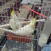 عروس هلندی|پرنده|مشهد, شهید قربانی|دیوار