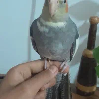 عروس هلندی ۴ ماهه