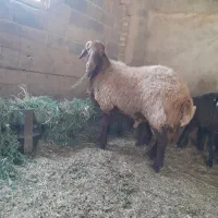 قوچ همو افشار