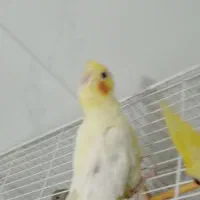 4 عدد عروس هلندی|پرنده|قرچک, پویینک|دیوار