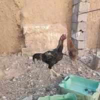 خروس لاری صابونی|حیوانات مزرعه|خواف, |دیوار