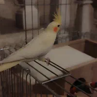 عروس هلندی|پرنده|شیراز, شهرک قمشه|دیوار