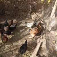 14عددمرغ رسمی تخم گذارفروشی|حیوانات مزرعه|تفرش, |دیوار