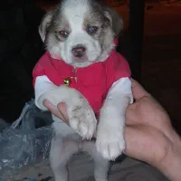 سگ فروشی|سگ|ری, ظهیرآباد|دیوار