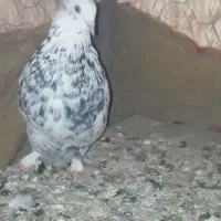 اصفهانی پر سو قدیم|پرنده|خمینیشهر, |دیوار