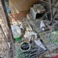 طوقی هفت رنگ و لیمویی مهر بدون غلطی|پرنده|بافق, |دیوار