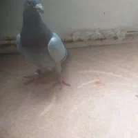 ۲عددپلاکی۰نرماده و یک عدد ماده۰تک