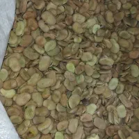 باقلا|خوردنی و آشامیدنی|سرپل ذهاب, |دیوار