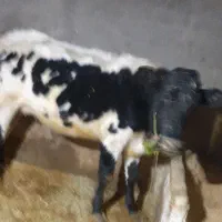 گاو گوساله فروشی