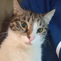 واگذاری گربه