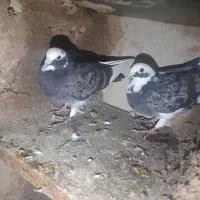 کفترشازده|پرنده|مزرعه کتول, |دیوار