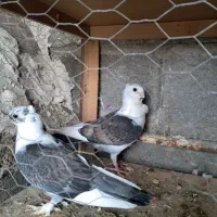 ۱ جفت کبوتر زینتی