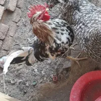خروس و مرغ تخم گذار گلین اصل اصل