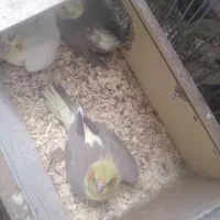 جفت|پرنده|کنگاور, |دیوار