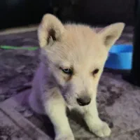 سک هاسکی سفید چشم دو رنگ|سگ|مشهد, فاطمیه|دیوار