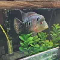 فلاور|ماهی|نیشابور, شریعتی|دیوار