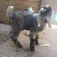 بزغاله ۲ماهه