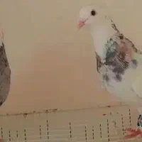 پرنده