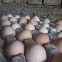 تخم مرغ نطفه دار