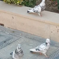 کفتر پرشی|پرنده|هشتگرد, تهران دشت|دیوار