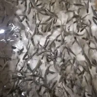 آماده قرارداد با پرورش دهنده های  ماهی سرد آبی