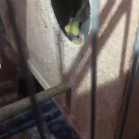 عروس هلندی البینو|پرنده|خرمشهر, |دیوار