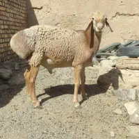 بره قوچی|حیوانات مزرعه|تربت جام, شیخ احمد جامی|دیوار
