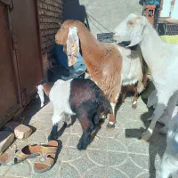 تعدادی بز چاق وچله|حیوانات مزرعه|سیب و سوران, |دیوار