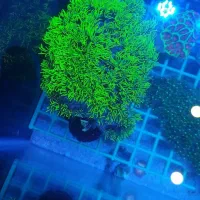 اکواریوم آب شور آبشور