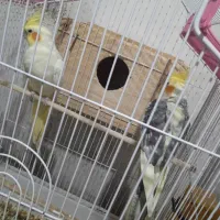 پرندهعروسهلندیمولدباجوجه|پرنده|تنکابن, |دیوار